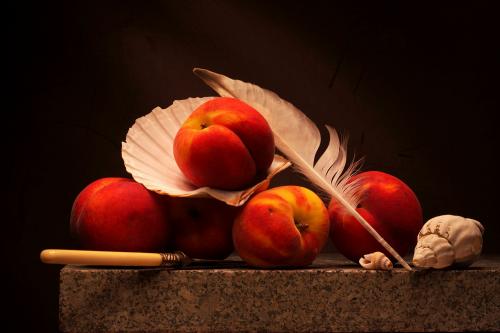 Still life with Peaches, Seashells and lost Seagull Feather