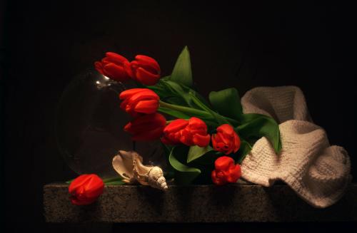 Still life with broken Seashell and Red Tulips